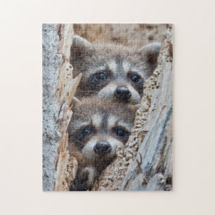 Wyoming, Lincoln Landkreis, Raccoon Puzzle