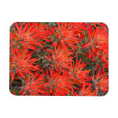 Wyoming, Lincoln-Landkreis, Wüstenpinsel Magnet (Horizontal)