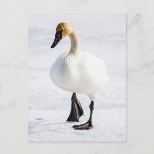 Wyoming, National Elk Refuge, Trumpeter Swan Postkarte