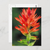 Wyoming Paintbrush Postkarte (Vorne/Hinten)