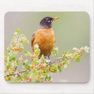 Wyoming, Sublette County, Ein Wanderdrossel Mousepad