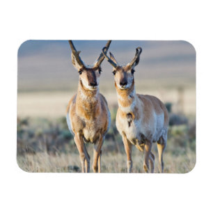 Wyoming, Sublette County, Gabelbockböcke Magnet