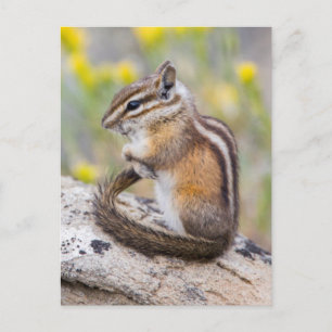 Wyoming, Sublette County, Kleinster Streifenhörnch Postkarte