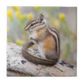 Wyoming, Sublette County, Least Chipmunk Fliese (Vorderseite)
