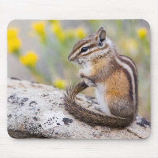 Wyoming, Sublette County, Least Chipmunk Mousepad (Vorne)