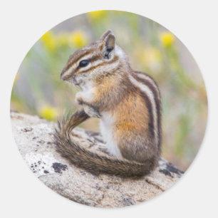 Wyoming, Sublette County, Least Chipmunk Runder Aufkleber