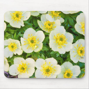 Wyoming, Sublette County, Nahaufnahme einer Gruppe Mousepad