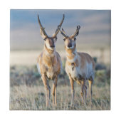 Wyoming, Sublette County, Pronghorn Bucks Fliese (Vorderseite)