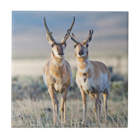 Wyoming, Sublette County, Pronghorn Bucks Fliese (Vorderseite)