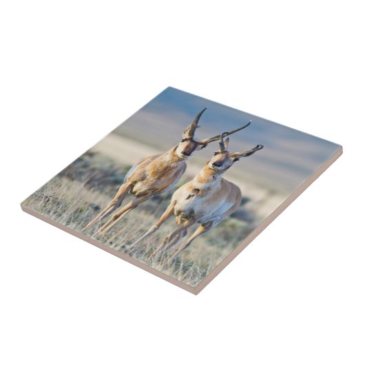 Wyoming, Sublette County, Pronghorn Bucks Fliese (Seite)