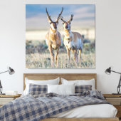 Wyoming, Sublette County, Pronghorn Bucks Leinwanddruck (Insitu (Schlafzimmer))