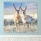 Wyoming, Sublette County, Pronghorn Bucks Leinwanddruck (Insitu (Holzboden))