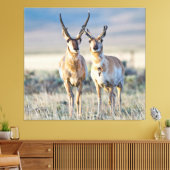 Wyoming, Sublette County, Pronghorn Bucks Leinwanddruck (Insitu (Wohnzimmer))