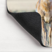Wyoming, Sublette County, Pronghorn Bucks Mousepad (Ecke)