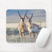 Wyoming, Sublette County, Pronghorn Bucks Mousepad (Mit Mouse)