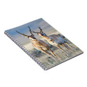 Wyoming, Sublette County, Pronghorn Bucks Notizblock (Rechte Seite)