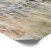 Wyoming, Sublette County, Pronghorn Bucks Poster (Ecke)