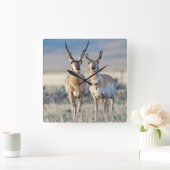 Wyoming, Sublette County, Pronghorn Bucks Quadratische Wanduhr (Zuhause)