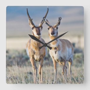 Wyoming, Sublette County, Pronghorn Bucks Quadratische Wanduhr