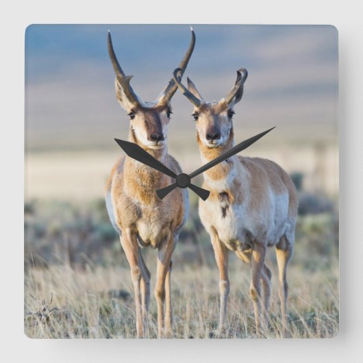 Wyoming, Sublette County, Pronghorn Bucks Quadratische Wanduhr (Vorderseite)