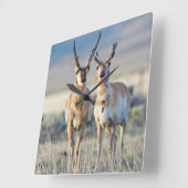 Wyoming, Sublette County, Pronghorn Bucks Quadratische Wanduhr (Winkel)