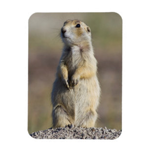 Wyoming, Sublette County, Weißschwanz-Präriehund Magnet