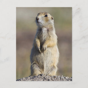 Wyoming, Sublette County, Weißschwanz-Präriehund Postkarte