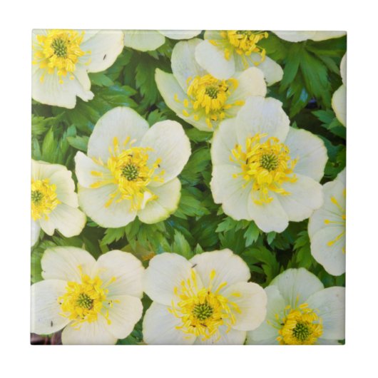 Wyoming, Sublette-Landkreis, Nahe Gruppenbildung Fliese (Vorderseite)