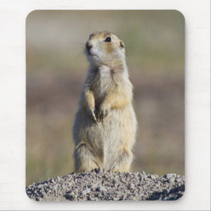 Wyoming, Sublette-Landkreis, Weißschwanz-Prärie Mousepad