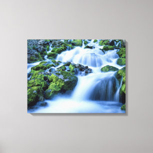 Wyoming. USA. Periodischer Frühling während der Pe Leinwanddruck