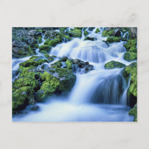 Wyoming. USA. Periodischer Frühling während der Pe Postkarte