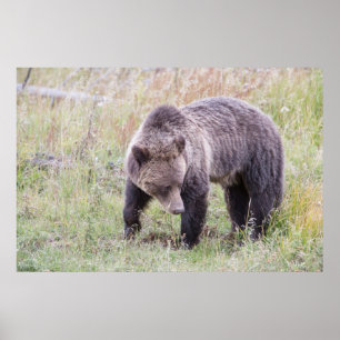 Wyoming, Yellowstone Nationalpark, Grizzlybär Poster