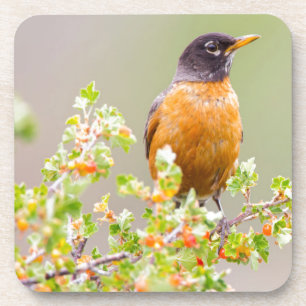 Wyomoming, Sublette Landkreis, ein amerikanischer  Getränkeuntersetzer