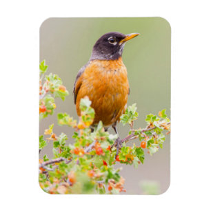 Wyomoming, Sublette Landkreis, ein amerikanischer  Magnet