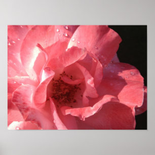 X12 des Plakats 16 Poster