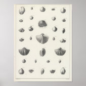 X Carboniferon Poster (Vorne)