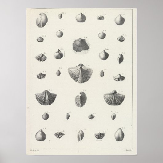 X Carboniferon Poster (Vorne)