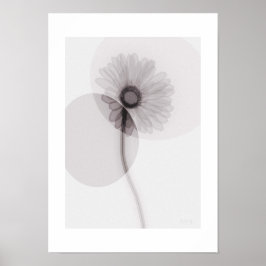 X-ray Botanical Art - Gerbera Poster