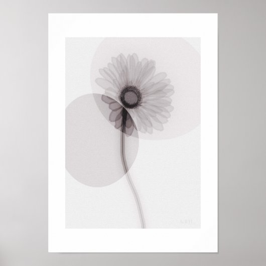 X-ray Botanical Art - Gerbera Poster (Vorne)