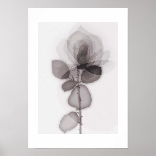 X-ray Botanical Art - Rose Poster (Vorne)