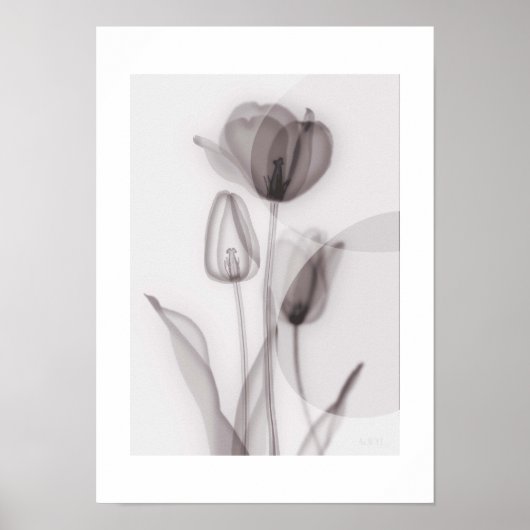 X-ray Botanical Art - Tulip Poster (Vorne)