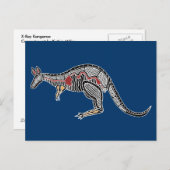 X-Ray Kangaroo Postkarte (Vorne/Hinten)