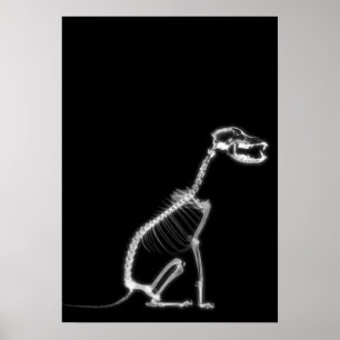 X-RAY PUPPY DOG SKELETON SITTING - B&W POSTER