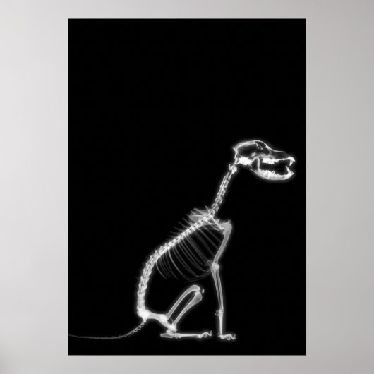 X-RAY PUPPY DOG SKELETON SITTING - B&W POSTER (Vorne)