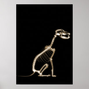 X-RAY PUPPY DOG SKELETON SITTING - SEPIA POSTER