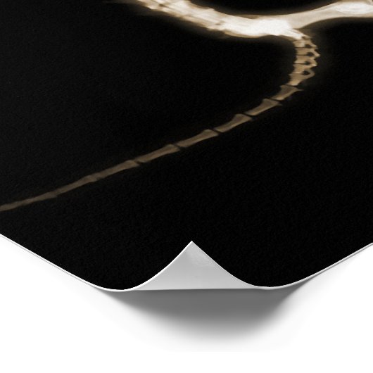 X-RAY PUPPY DOG SKELETON SITTING - SEPIA POSTER (Ecke)