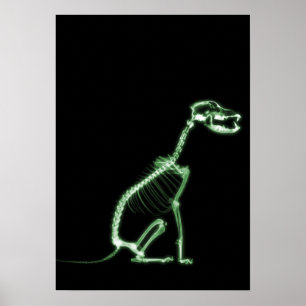 X-RAY PUPPY DOG SKELETON SITZEN - GRÜNE POSTER