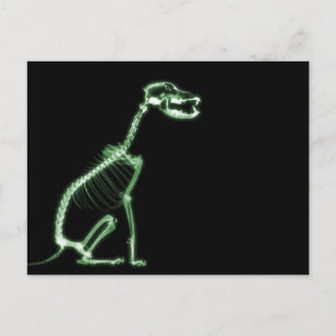 X-RAY PUPPY DOG SKELETON SITZEN - GRÜNE POSTKARTE