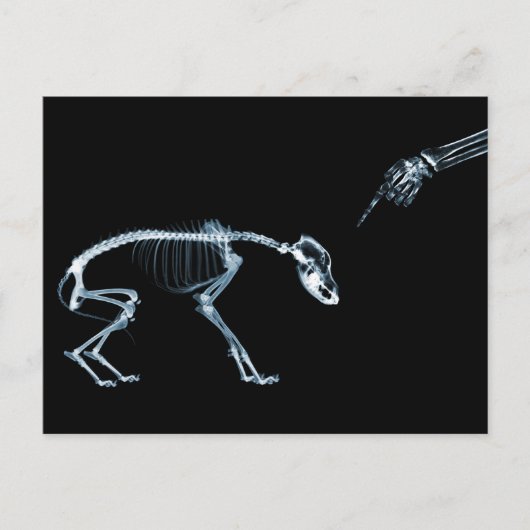X-Ray Skeletons Bad Dog Blue Postkarte (Vorderseite)