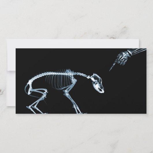 X-Ray Skeletons Blue Bad Dog (Vorderseite)